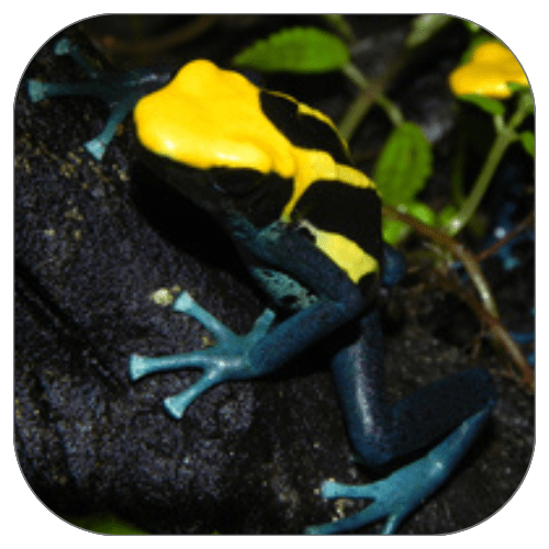 Premium Crickets Live Insects Delivered Straight To Your Door!